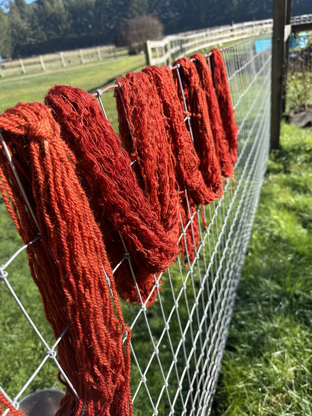Dried Madder Root - Natural Dye — Brunner Family Farm